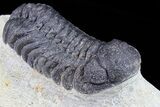 Bargain, Austerops Trilobite - Ofaten, Morocco #80673-2